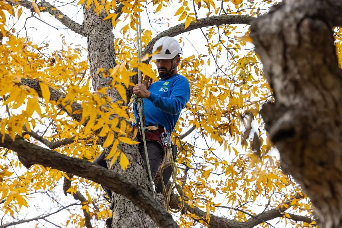 Skilled Tree Transplanting crew working in Paonia